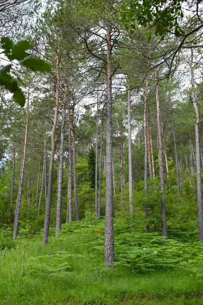 Ormandaki ağaçlar Gerona İspanya dağlarında