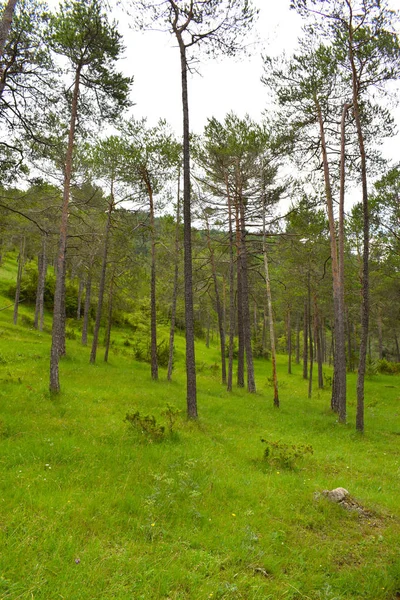 Arbres Dans Forêt Montagnes Gérone Espagne — Photo