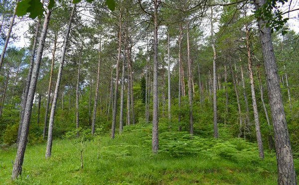 나무는 숲에서 스페인의 — 스톡 사진