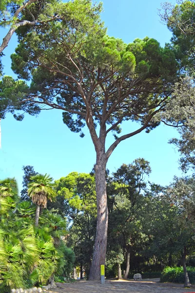 Gran Pino Parque Torre Blanca Sant Just Barcelona — Foto de Stock