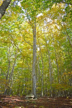 Orman Güz El Montseny Barcelona