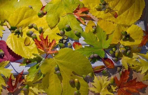 Feuilles Arbres Tombés — Photo