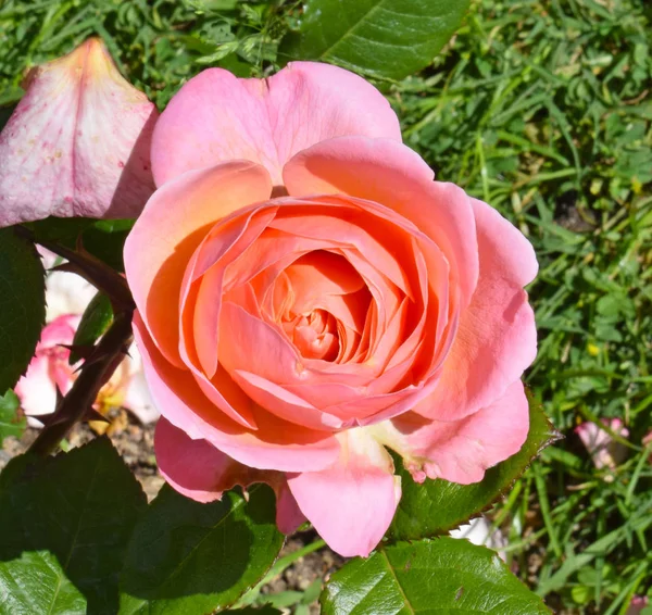 Rosas Parque Cervantes Barcelona España — Foto de Stock