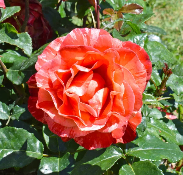 Rosas Parque Cervantes Barcelona España — Foto de Stock