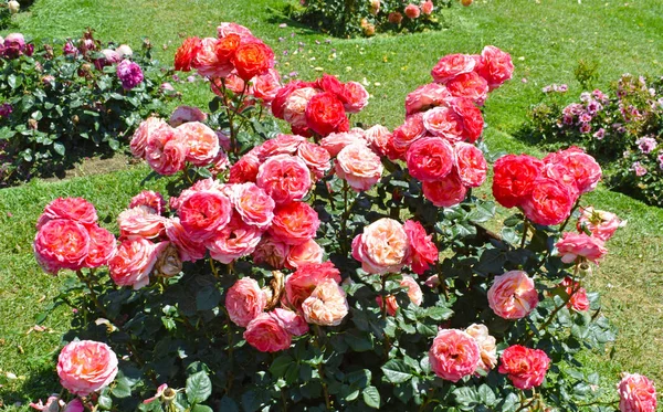 Roses Cervantes Parkban Barcelona Spanyolország — Stock Fotó