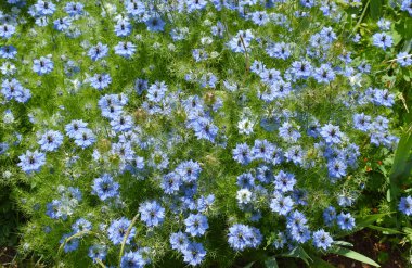 Umumi parkta Bahçe çiçekleri, Barselona