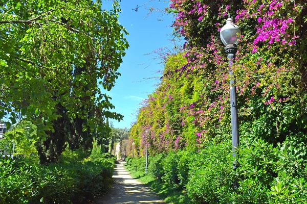 Fleurs Jardin Dans Parc Public Barcelona — Photo