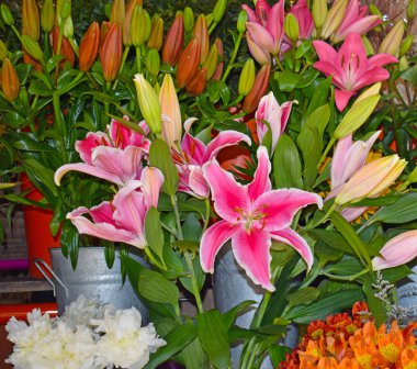 Ramblas de Barcelona çeşitli çiçekler