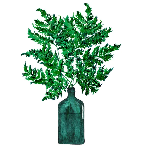 Hermosa Ramita Verde Una Botella Vidrio Aislado Sobre Fondo Blanco —  Fotos de Stock
