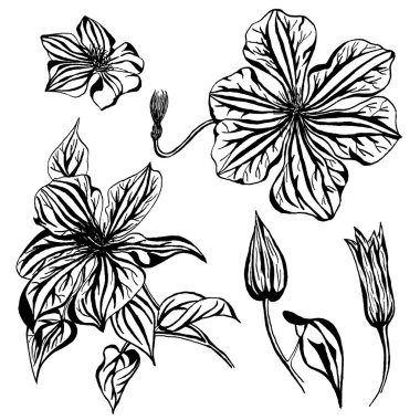 Grafik akasma çiçek izole üzerinde beyaz arka plan ayarlayın. Çizilen mürekkep botanik siyah beyaz tek renkli resimde düğün baskı ürünleri, kartları, davet için el.