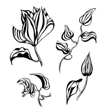 Grafik akasma çiçek izole üzerinde beyaz arka plan ayarlayın. Çizilen mürekkep botanik siyah beyaz tek renkli resimde düğün baskı ürünleri, kartları, davet için el.