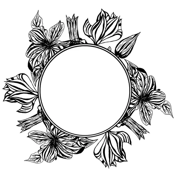 Graphic round frame clematis flower in blossom isolated on white background. Hand drawn ink botanical black and white monochrome illustration for wedding printing products, cards, invitation.