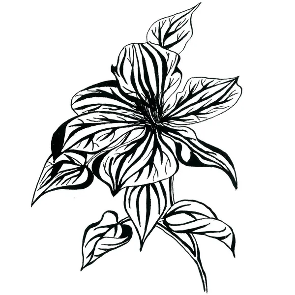 Beyaz Arka Plan Üzerinde Izole Çiçeği Grafik Akasma Çiçek Çizilen — Stok fotoğraf