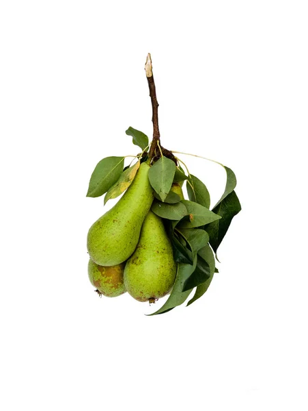 Ripe Pears Leaves White Background Pear Leaves Branch — Stock Photo, Image