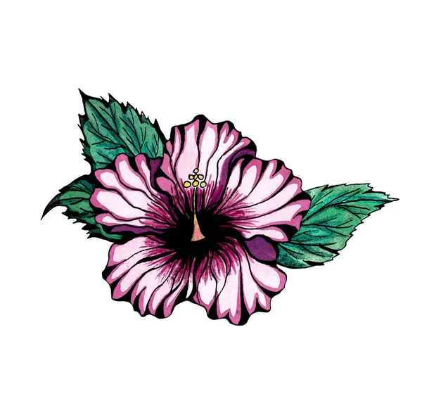 Fiore Ibisco Grafico Incastonato Isolato Sfondo Bianco Illustrazione Botanica Inchiostro — Foto Stock