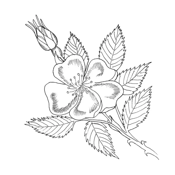Gałąź Graficzny Eglantine Róża Jagód Białym Tle Atrament Konspektu Czarno — Zdjęcie stockowe