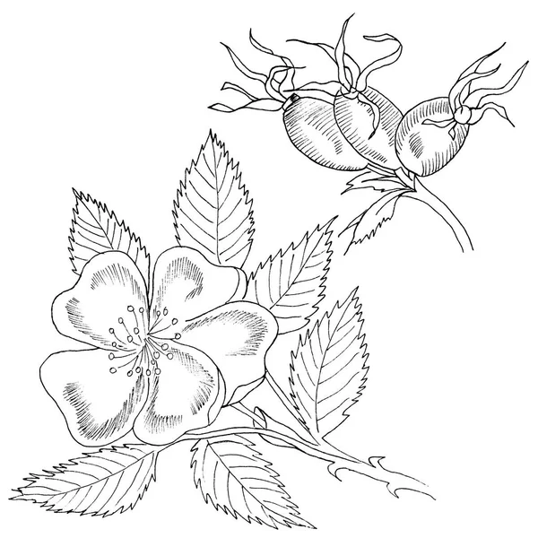 Graphic Branch Eglantine Rose Flower Barries White Background Black White — Stock Photo, Image