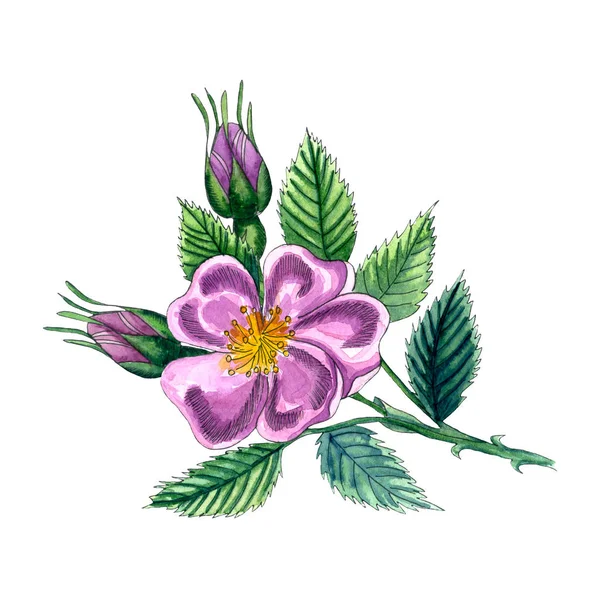 Illustrazione Acquerello Con Rosa Canina Fiore Glantino Con Foglie Bacche — Foto Stock