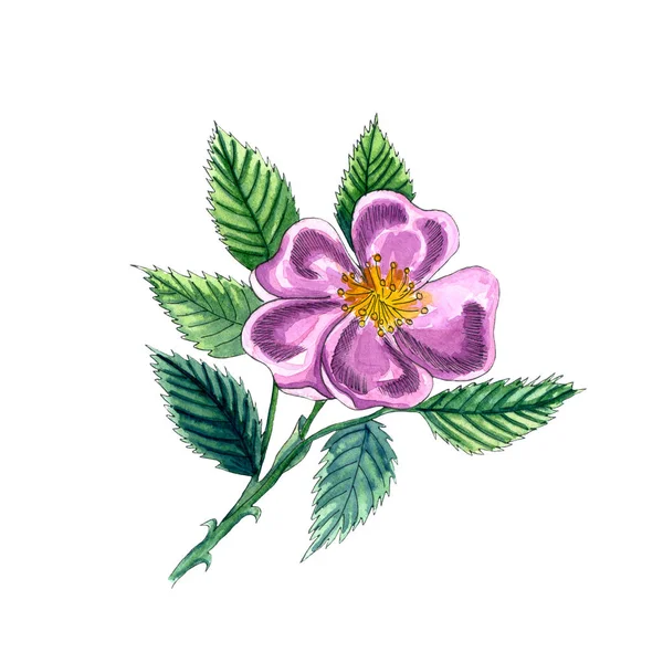 Ακουαρέλα Εικονογράφηση Αγριοτριανταφυλλιά Eglantine Λουλούδι Φύλλα Και Μούρα Issolated Λευκό — Φωτογραφία Αρχείου
