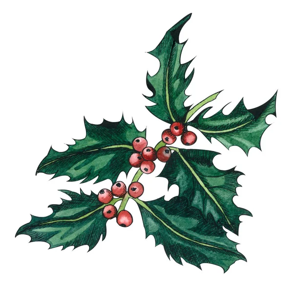 Holly tree twig with green leaves and red berries. Graphic hand drawing, Ink  and watercolor illustration isolated on white background.