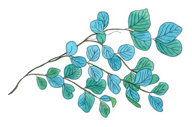 Suluboya okaliptüs dal. Suluboya el yuvarlak yaprakları ve beyaz arka plan üzerinde izole dalları ile çiçek illüstrasyon boyalı. Tasarım, baskı ve kumaş için.