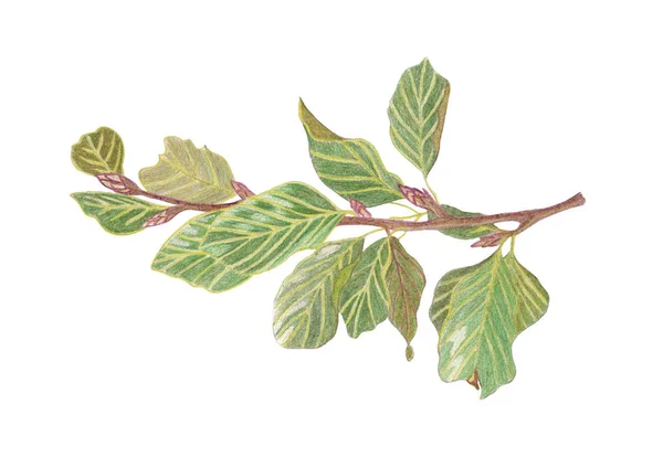Μολύβι Χέρι Σχεδίασης Υποκατάστημα Δέντρο Πράσινα Φύλλα Απεικόνιση Του Κλαδί — Φωτογραφία Αρχείου