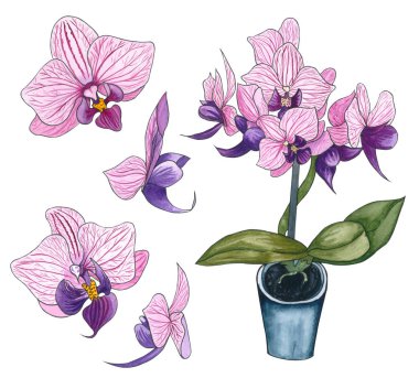 Suluboya el çizilen illüstrasyon egzotik Pembe orkide çiçek. Phalaenopsis orkide çiçek açmış. Küçük mor ochid Blumming dal. Güzel pembe orkide beyaz izole
