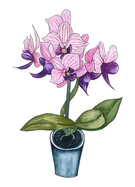 Dłoń Akwarela Ilustracja Egzotyczne Różowy Kwiat Orchidea Doniczce Storczyk Phalaenopsis — Zdjęcie stockowe