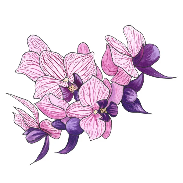 Aquarel Hand Getekende Illustratie Exotische Roze Orchidee Bloem Phalaenopsis Orchidee — Stockfoto