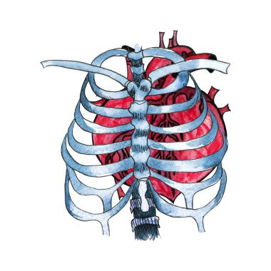 İskelet kemikleri içinde suluboya insan kalbi. Alışılmadık doğal suluboya illüstrasyon insan kalp, kemik.
