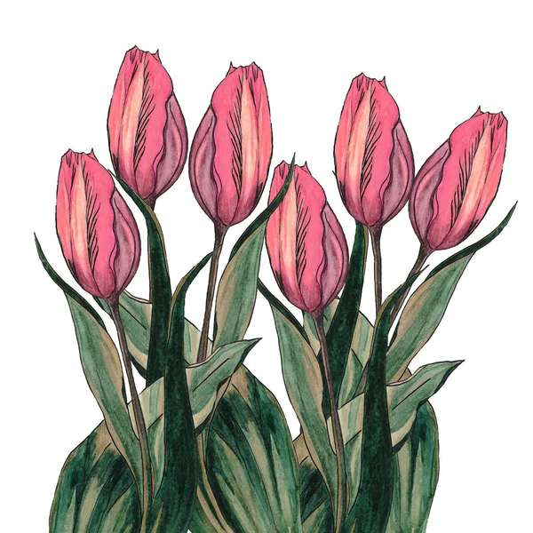 Tulips. Color watercolor tulips isolated on white background. Bouquet of colorful tulips. Flower watercolor hand drawn illustration