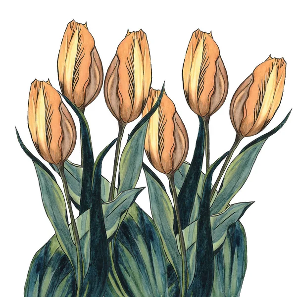 Tulips. Color watercolor tulips isolated on white background. Bouquet of colorful tulips. Flower watercolor hand drawn illustration