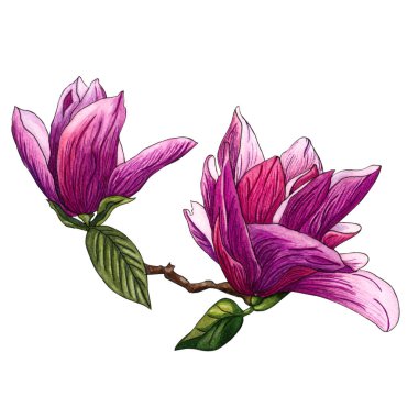 Pembe Manolya çiçek suluboya çizimi. Beyaz zemin üzerine suluboya Manolya elle çizilmiş şekil. Botanik çiçek öğeleri tasarımınız için. Manolya dal çiçek ve yaprakları ile.