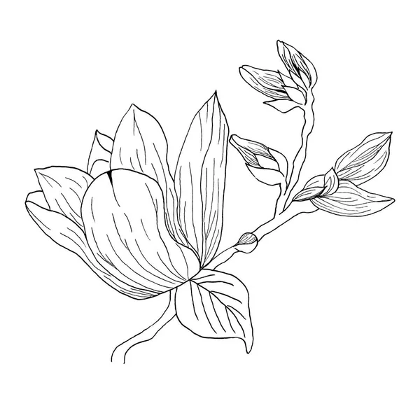Σύνολο Των Απομονωμένων Magnolia Λουλούδια Magnolia Λουλούδια Σχέδιο Και Σκίτσο — Φωτογραφία Αρχείου