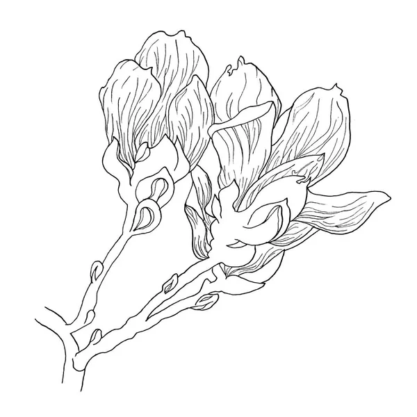 Reihe Isolierter Magnolienblüten Magnolienblüten Zeichnung Und Skizze Mit Linienzeichnungen Auf — Stockfoto