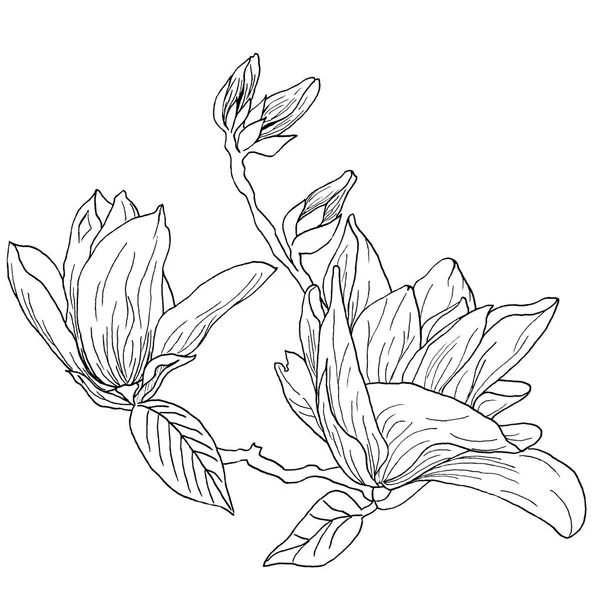 Set of isolated  Magnolia flowers . Magnolia flowers drawing and sketch with line-art on white backgrounds