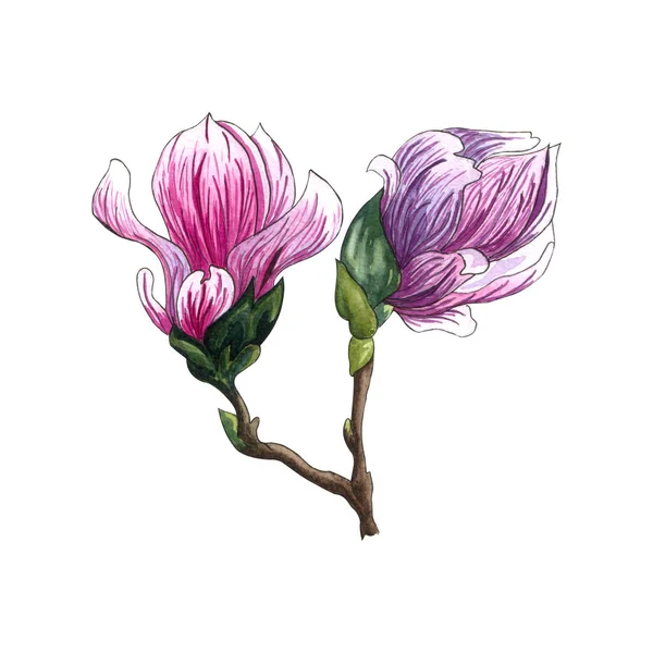 Akvarelu Ilustrace Růžové Magnólie Květiny Akvarelu Magnolia Ručně Kreslené Ilustrace — Stock fotografie