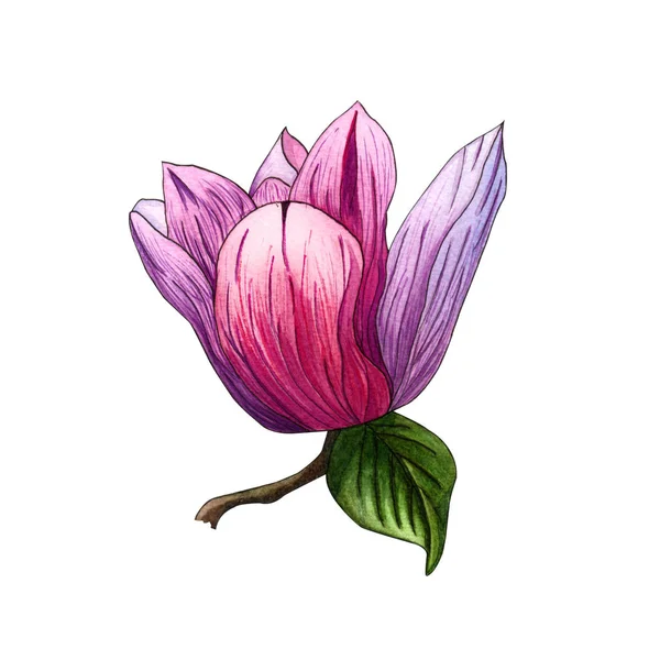 Aquarel Illustratie Van Roze Bloemen Van Magnolia Aquarel Magnolia Hand — Stockfoto