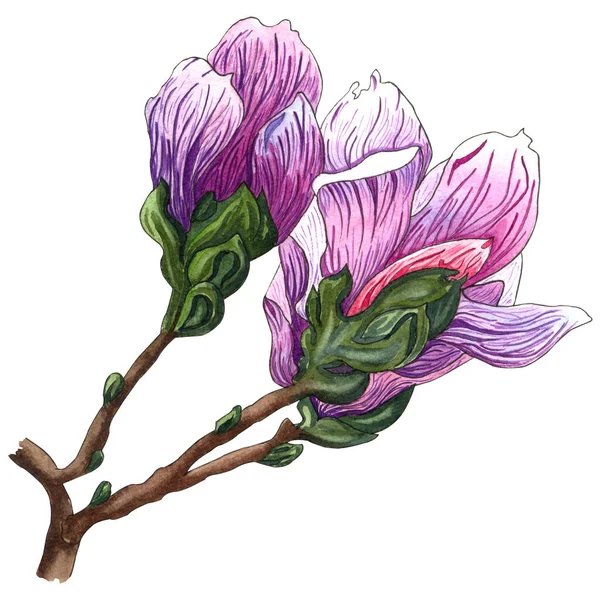 Aquarel Illustratie Van Roze Bloemen Van Magnolia Aquarel Magnolia Hand — Stockfoto