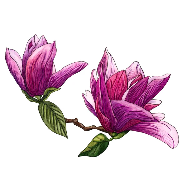 Watercolor illustration of pink Magnolia flowers. Watercolor magnolia hand drawn illustration on white background. Botanical flowers elements for your design. Magnolia Branch with flowers and leaves.