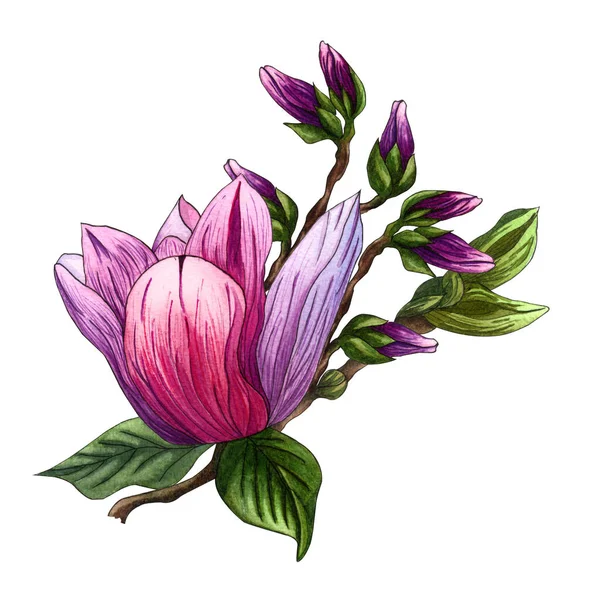 Aquarel Illustratie Van Roze Bloemen Van Magnolia Aquarel Magnolia Hand — Stockfoto