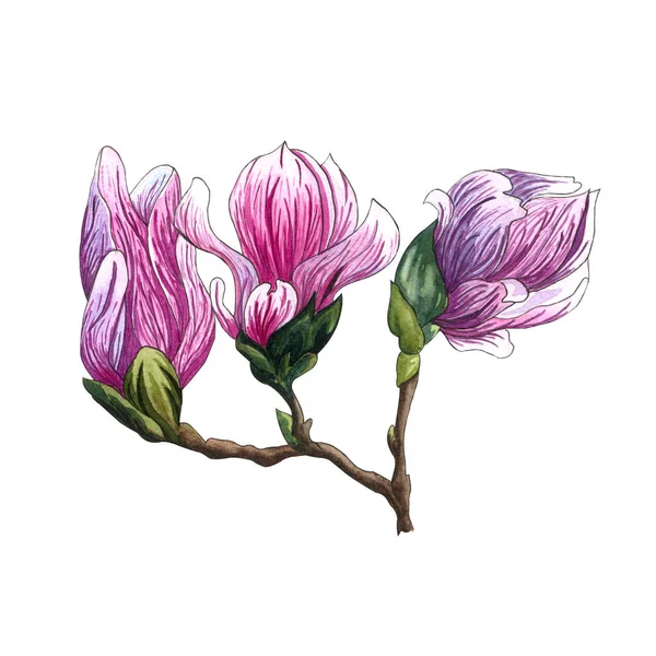 ピンクのマグノリアの花の水彩イラスト 白い背景の水彩画マグノリア手描きイラスト 植物園の花あなたの設計のための要素 花と葉のモクレン支店 — ストック写真