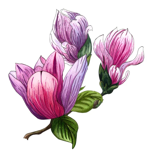 Akvarelu Ilustrace Růžové Magnólie Květiny Akvarelu Magnolia Ručně Kreslené Ilustrace — Stock fotografie