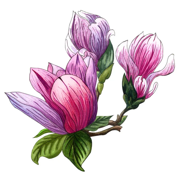 Акварельная Иллюстрация Розовых Цветов Магнолии Акварельная Магнолия Нарисованная Вручную Белом — стоковое фото