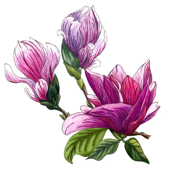Акварельная Иллюстрация Розовых Цветов Магнолии Акварельная Магнолия Нарисованная Вручную Белом — стоковое фото