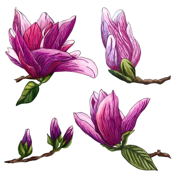 Watercolor illustration of pink Magnolia flowers. Watercolor magnolia hand drawn illustration on white background. Botanical flowers elements for your design. Magnolia Branch with flowers and leaves.