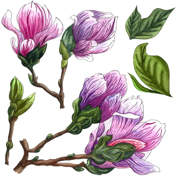 Aquarel Set Roze Bloemen Van Magnolia Aquarel Magnolia Hand Getekende — Stockfoto