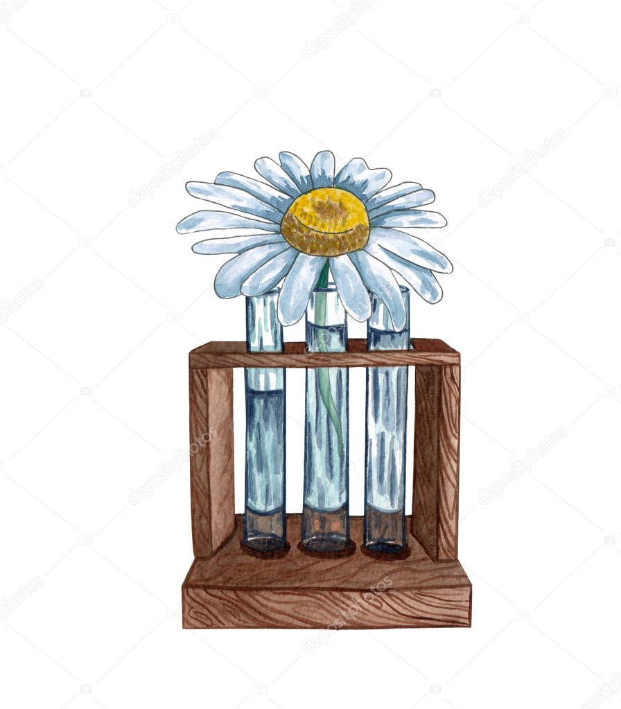 Watercolor tube rack with chamomile flower inside, hand drawn isolated on a white background. Watercolor illustration of tube rack withsingle chamomile flower.  Spring wildflowers