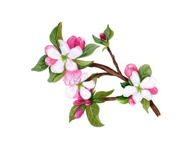 Suluboya el çekilmiş sakura şube. Arka plan çiçeği kiraz, elma, erik ağacı dalları ile. Yaprakları ve çiçekleri beyaz zemin üzerine suluboya botanik dal. 