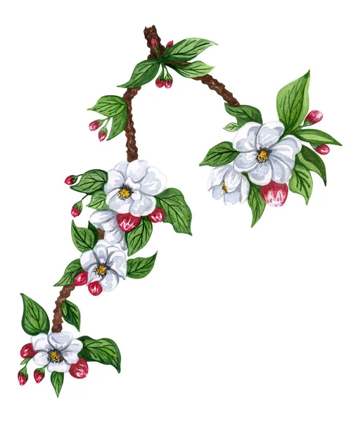 Aquarela Ramo Sakura Desenhado Mão Fundo Com Cereja Flor Maçã — Fotografia de Stock